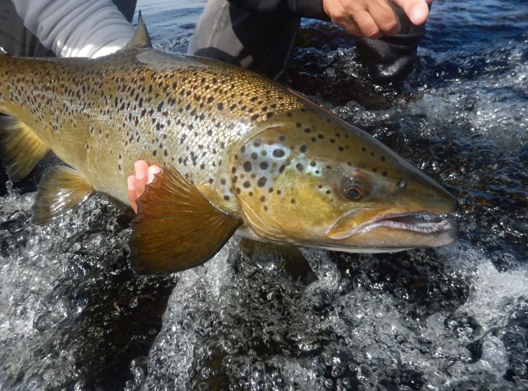 Mckenzie River Lodge Images & Pictures | Expeditions North | Fly Fishing Trips & Lodges in Canada