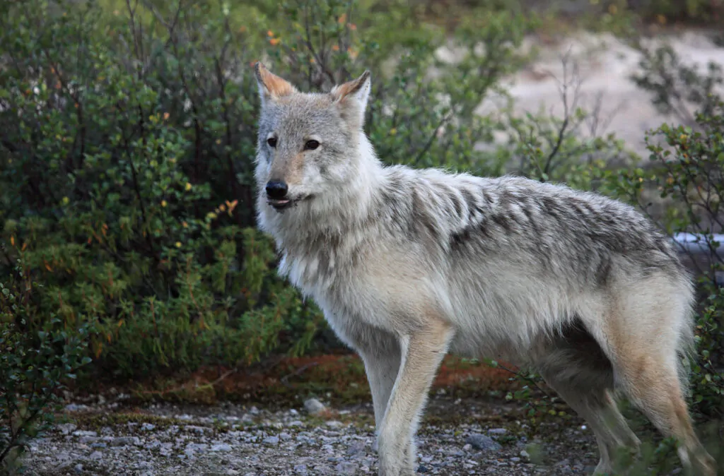 River Delay Outfitters Lodge Images & Pictures | Expeditions North | Fly Fishing Trips in Canada